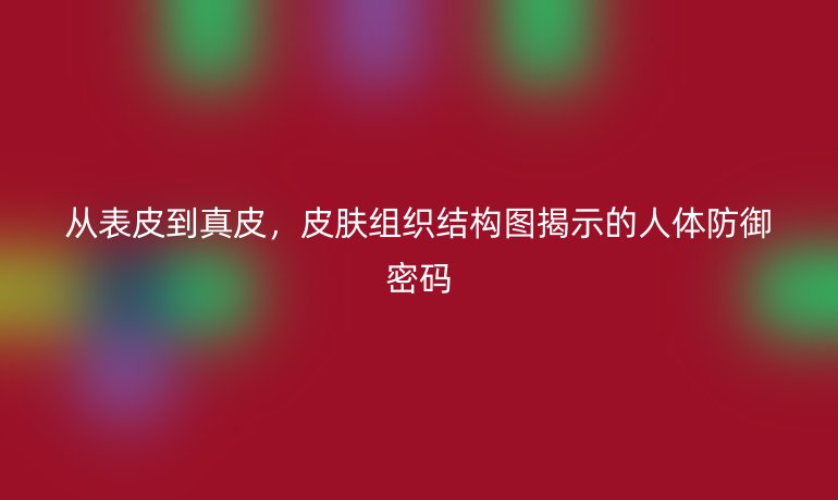 從表皮到真皮，皮膚組織結(jié)構(gòu)圖揭示的人體防御密碼
